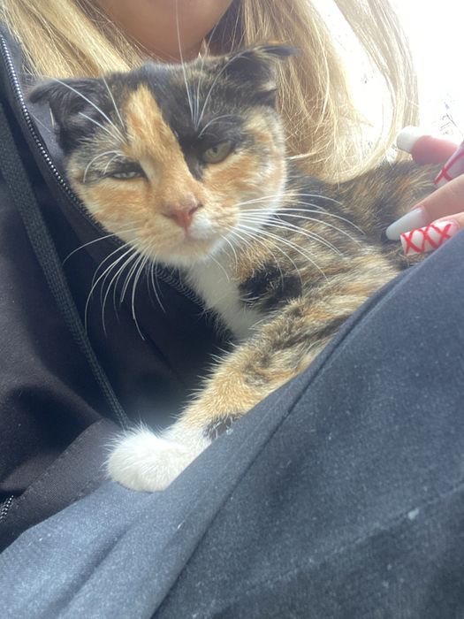 Котик в добрые руки