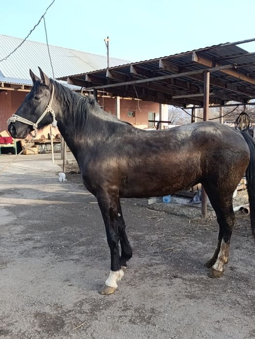 Продам лошадь кобылу