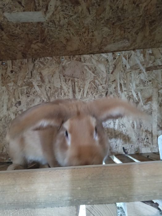 Продам кролов бургундцы