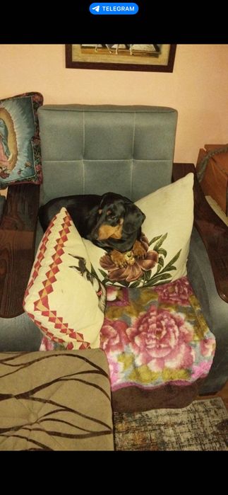 Такса собака в добрые руки