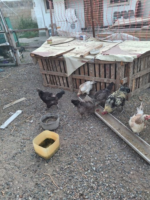 Продам домашних Кур