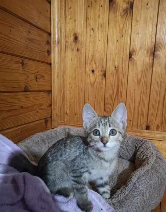 Котенок 1,5 красавица