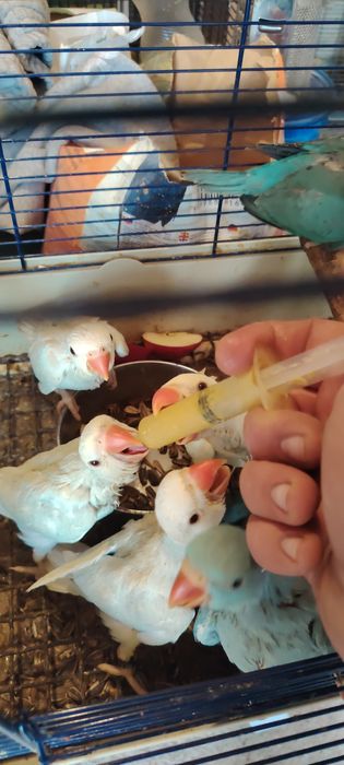 Papagali Micul Alexandru