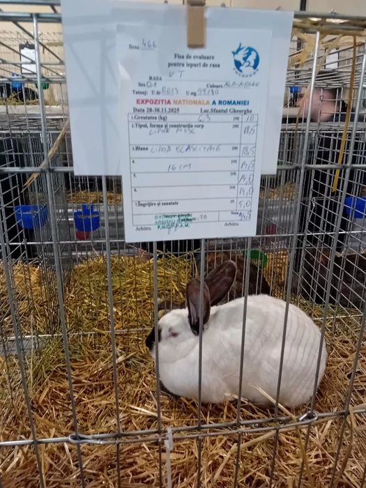 Uriaș de Transilvania