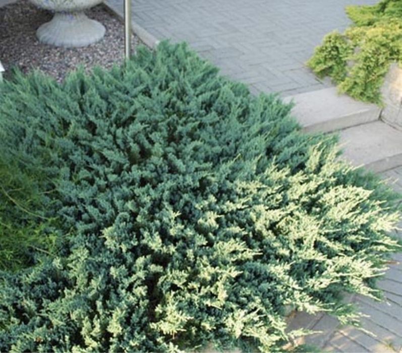 Мажевельник горизантальный