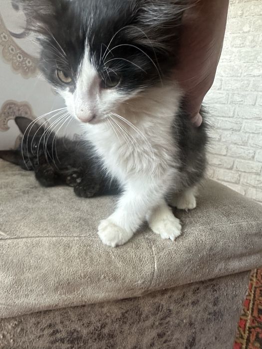 Mushuk bolasi xadyagaa