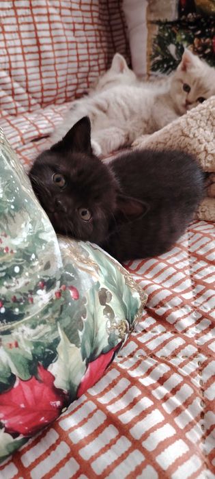 Прекрасно британче-пантера