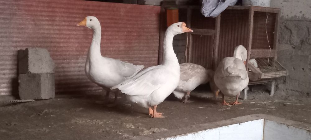G'oz lar sotiladi