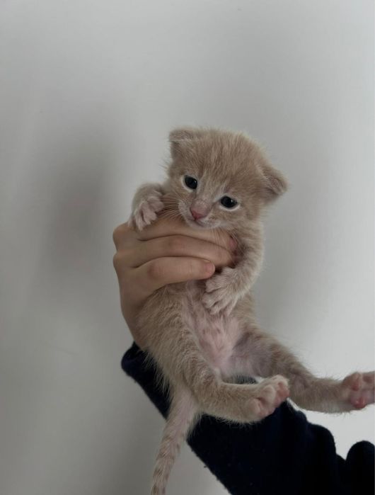 Мысык сатылады ватсапка