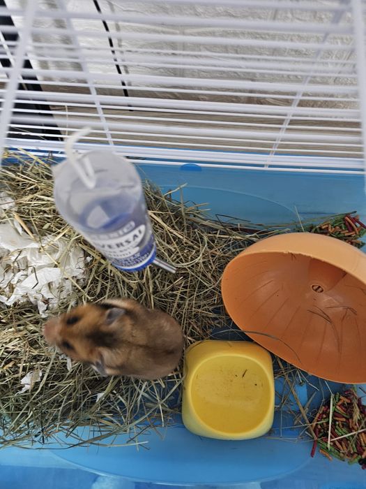 Hamster  femela adult