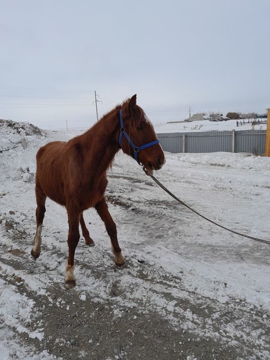 Құнан сатылады,          .