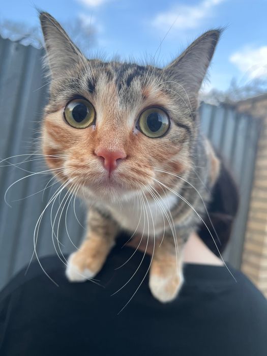 котенок и кошка даром