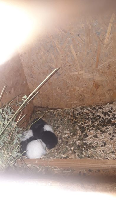 Iepurasi pitici cu ochii albastri la maturitate nu