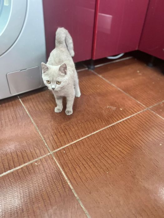 британская кошка