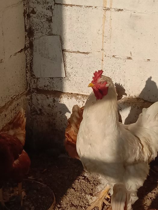 Продаётся петух брама