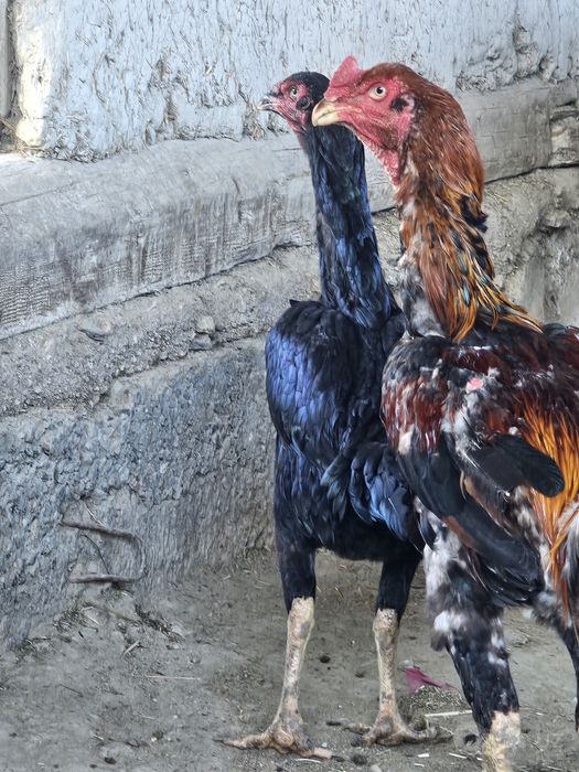 Xoʻroz va tovuq sotiladi