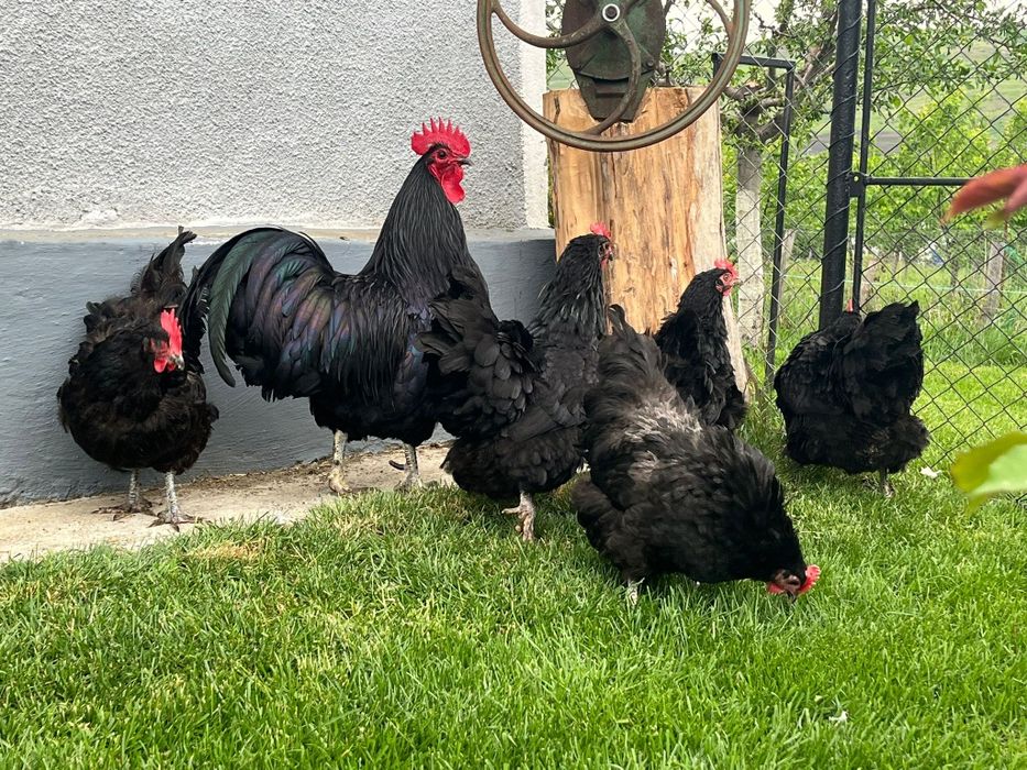 Găini Australorp