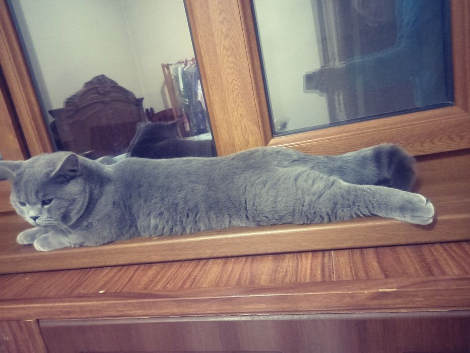 Вязка  кот (сотилмиди)