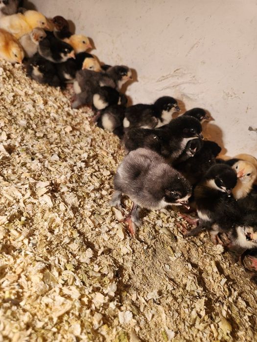 Brama jo'jalar sotiladi