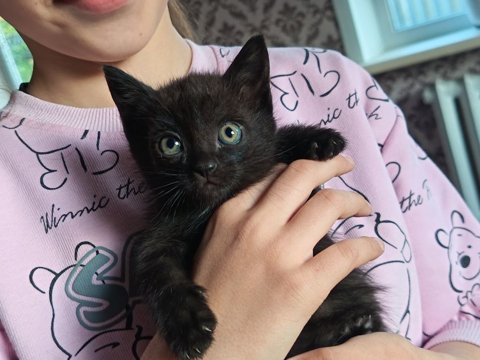 Отдам котят в хорошие руки