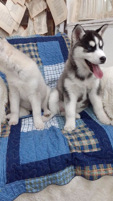 Две голубоглазые принцессы