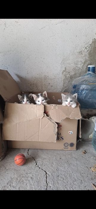 Отдам в хорошие руки