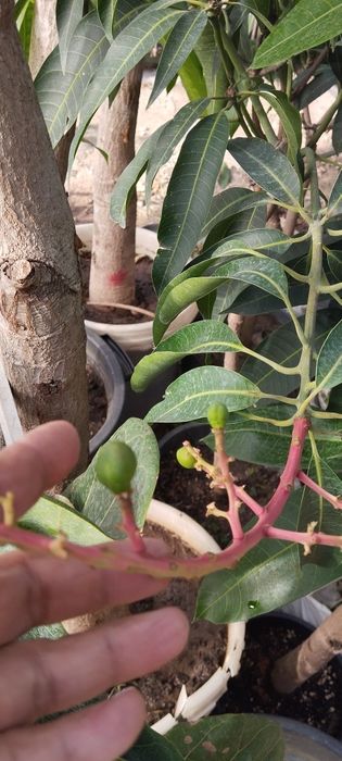 Манго с плодами в горшках