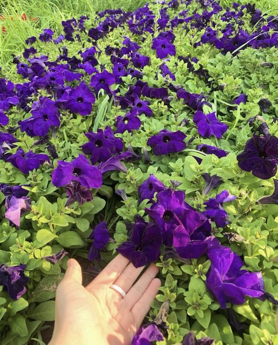 Петуни разных цветов.