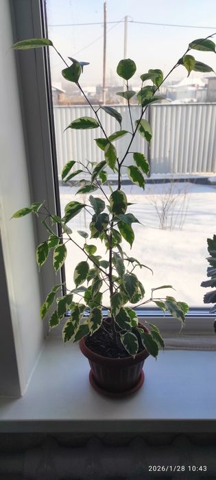 Продам комнатные растения!