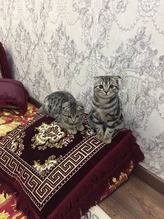 Скоттиш фолд 2 девочки