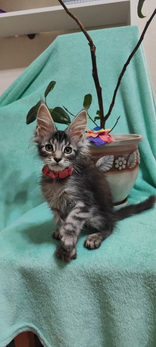 Котята породы Мейн-кун