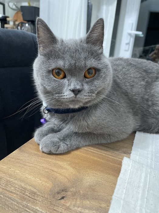 British Shorthair cat