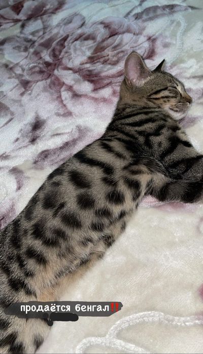 Mushuklar (кошки)