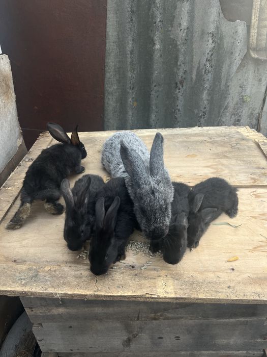 В продаже кролики , кролы , крольчата