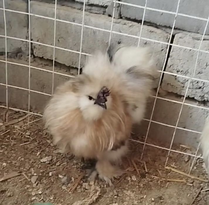 Tovuq xoroz sholk Amerkanskiy