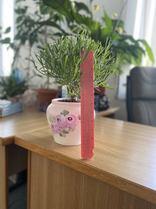 Plante si butasi Lavanda.