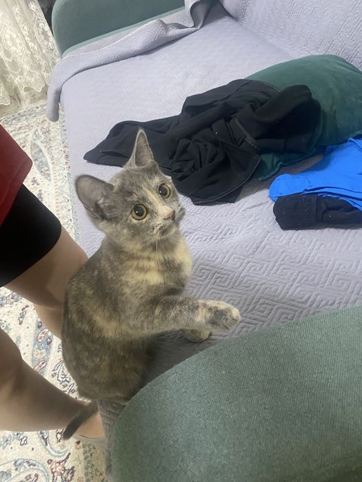 Отдам в добрые руки