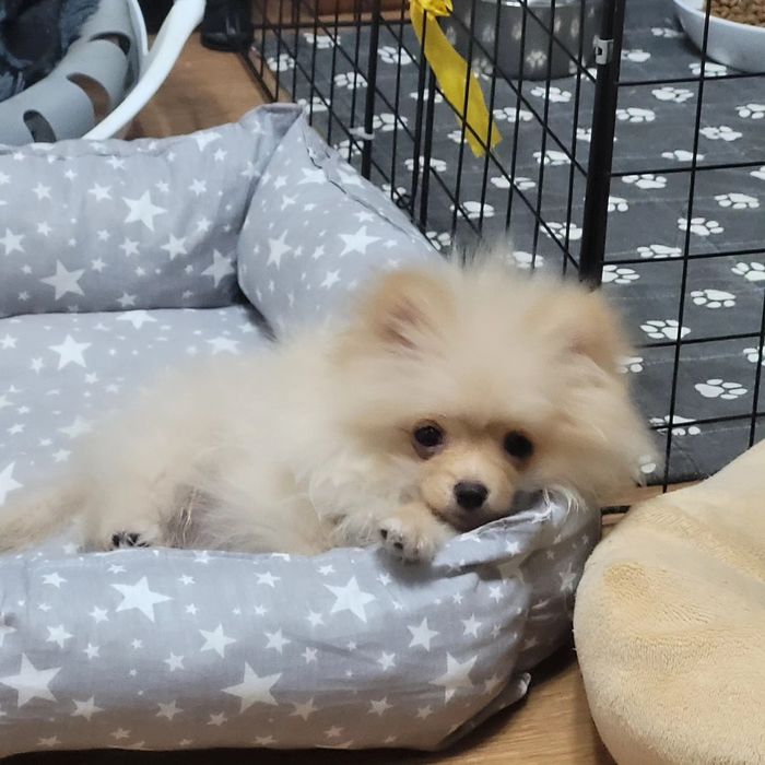 Передержка Вашего любимца, как дома!