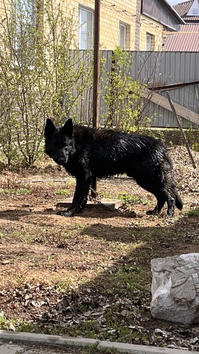 Вязка собак немецкий овчарка