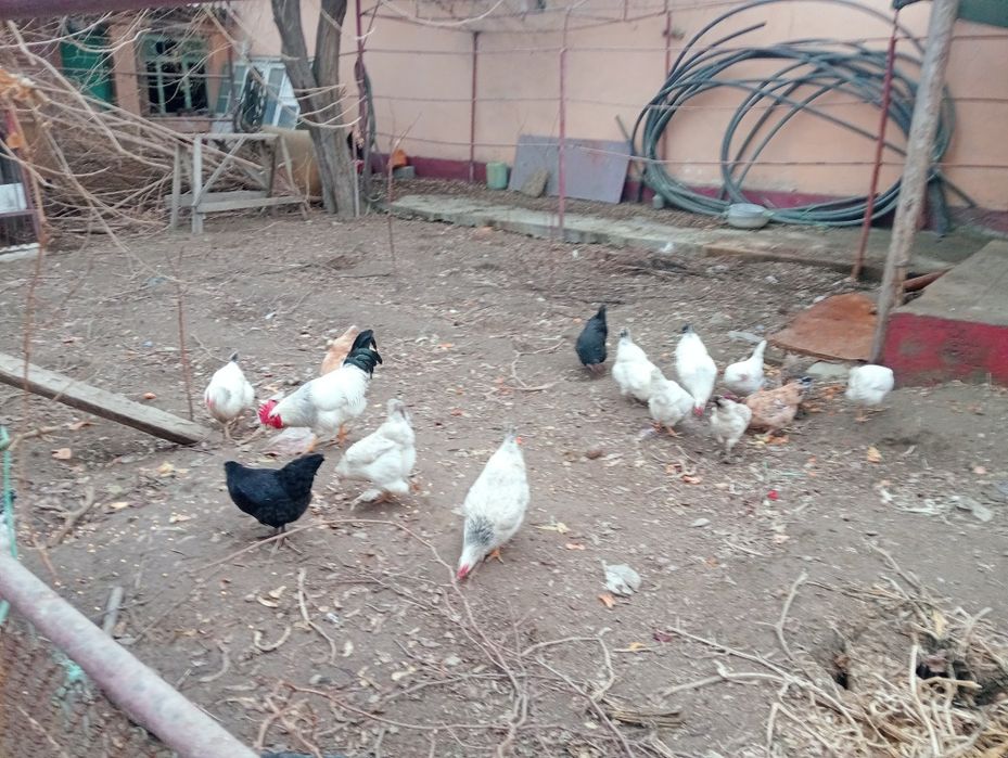 Қораз тауықтар сатылады