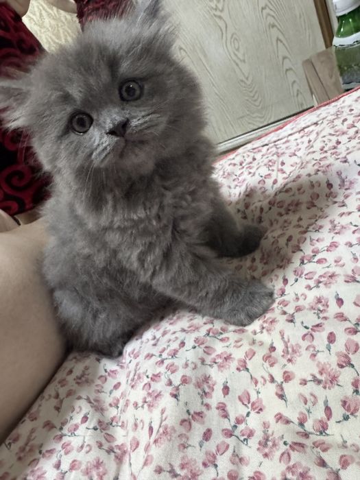 Скотиш фолд манчикин кошка