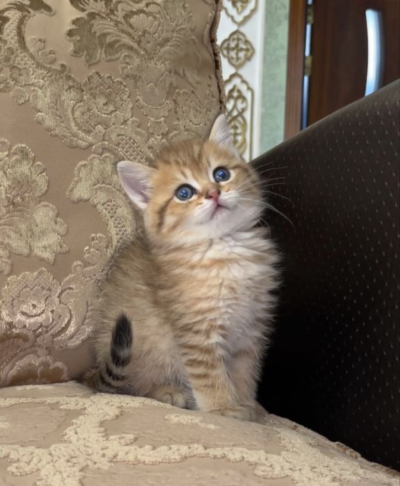 Golden chinchilla ny12 tabby