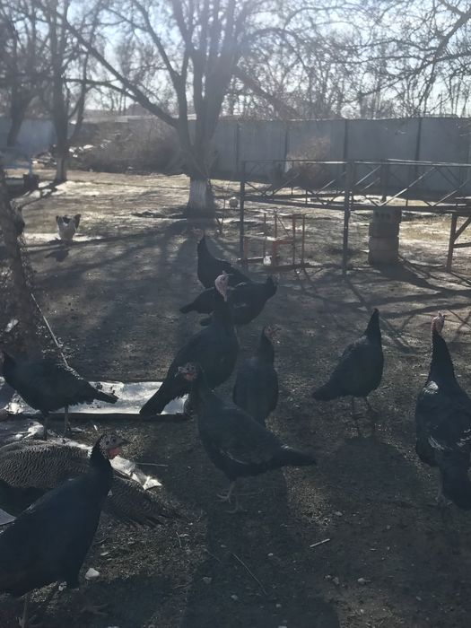 Мекен 14000қораз 17000