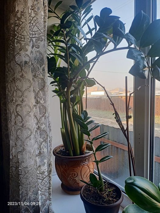 Долларовое дерево