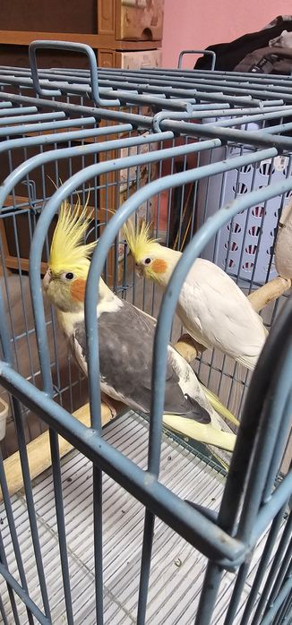 De vânzare Nimfe pereche vârsta 2 ani!     Cu tot cu colivie!!