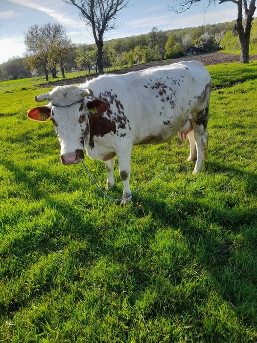 Vaca baltata romaneasca