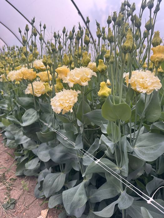 Lisianthus flori tăiate de vânzare