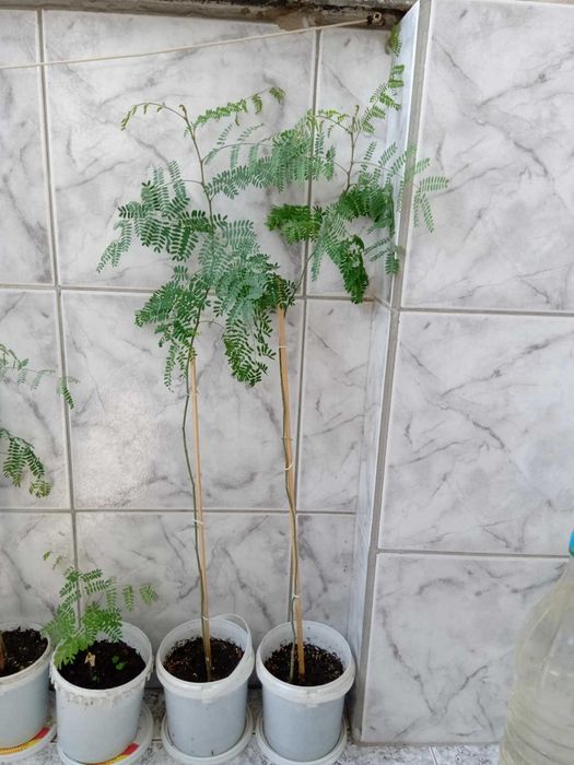 Семейно щастие,Смокини,Цезалпиния-Жълта райска птица.