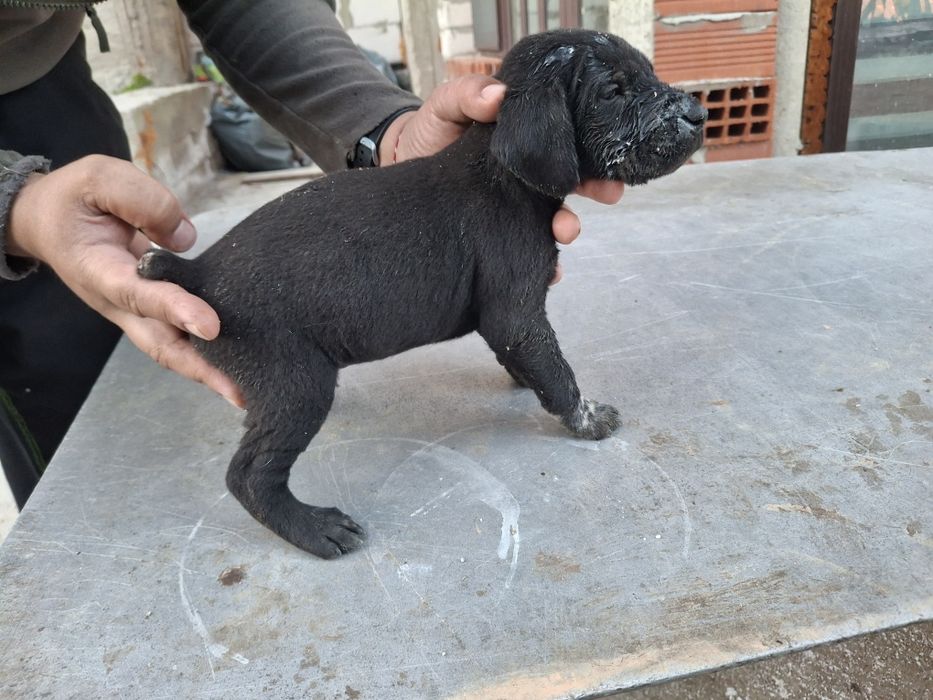 Дратхаар и Курцхаар