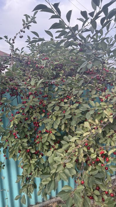 Вишня спелая и сочная